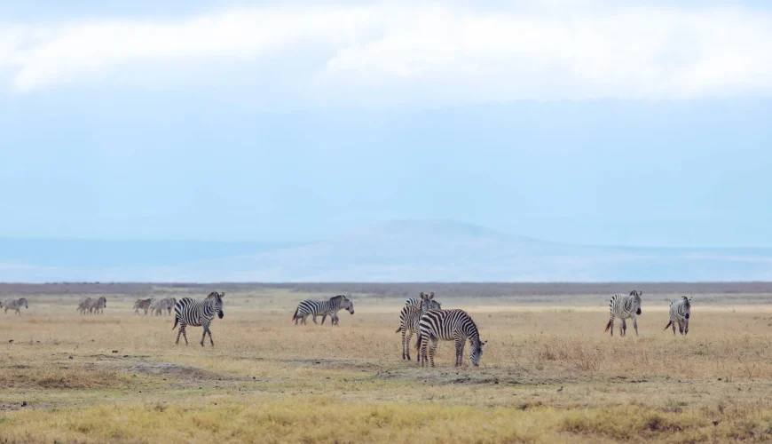 Ngorongoro Conservation Area