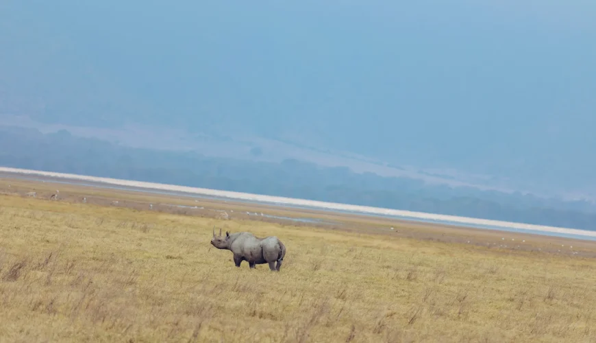 Ngorongoro Safari
