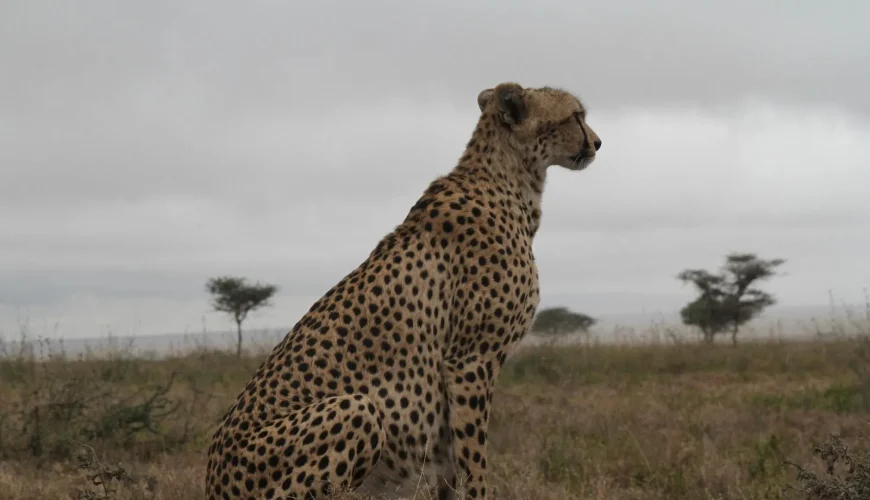 Serengeti Safari: A Travelers Most Needed Guide