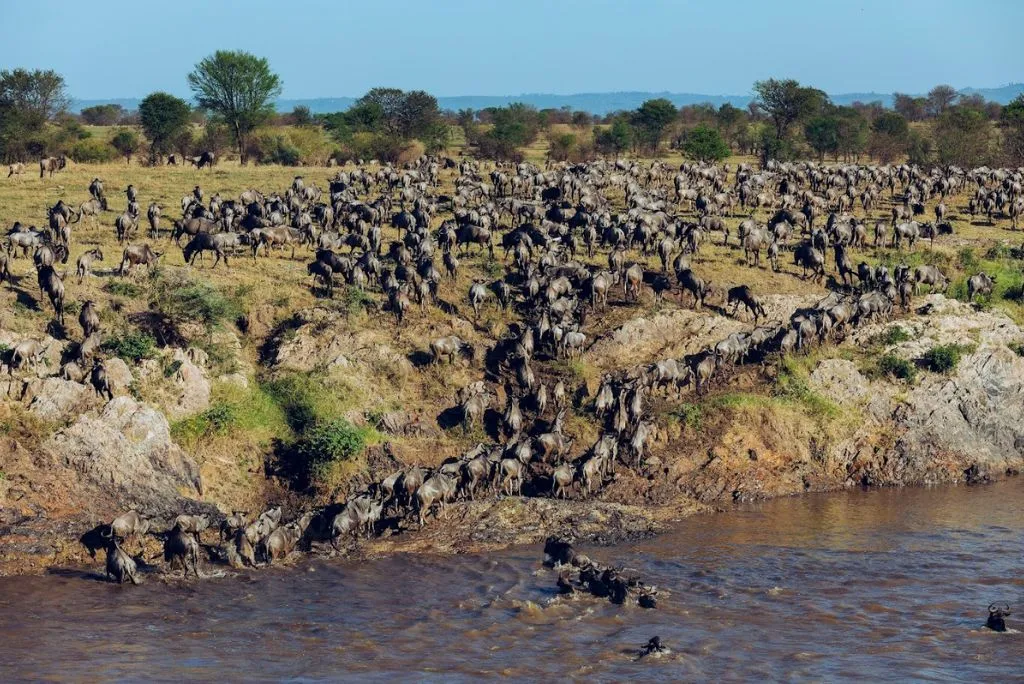 Serengeti Wildebeest Migration