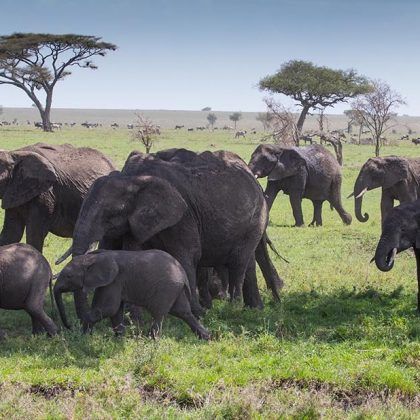 Safari To Lake Manyara, Ngorongoro & Serengeti, Camping Safari