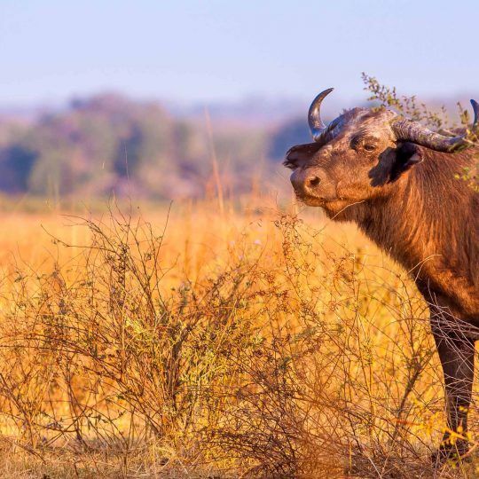 59838988 - wild african buffalo with copy space