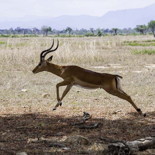 A jumping antelope in Mikumi National Park of Tanzania.