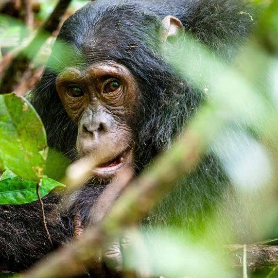 Close up portrait of old chimpanzee Pan troglodytes resting in the jungle of Kibale forest in Uganda