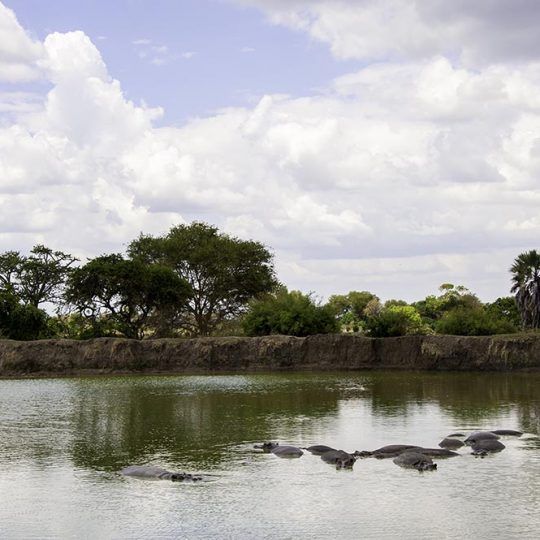 The hippos in Mikumi National Park of Tanzania.
