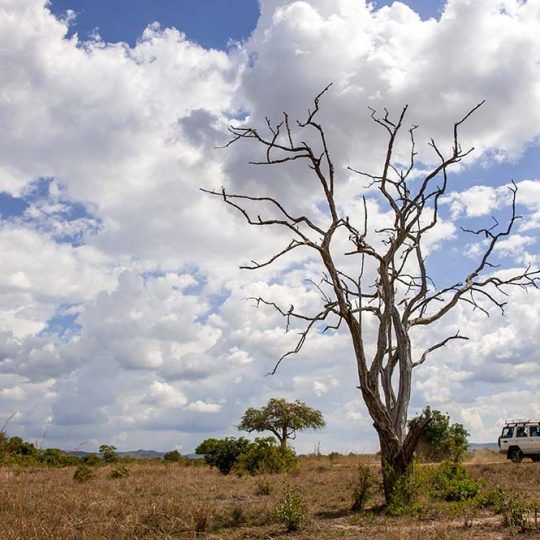 The Mikumi National Park under the sunshine in Tanzania.