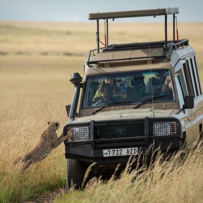 Cheetah cub starts to climb onto truck