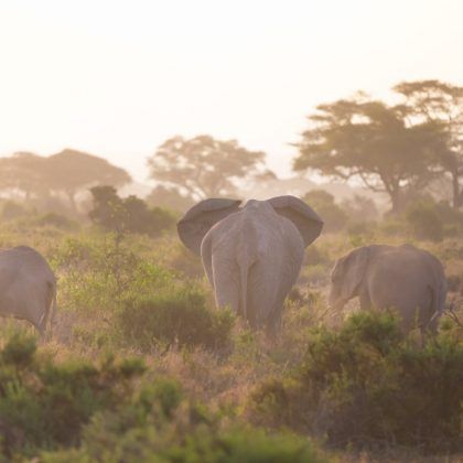 Amboseli (1)