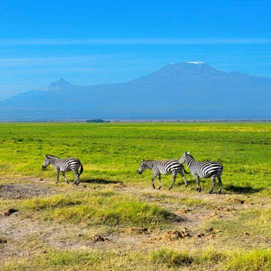 48063782 - beautiful kilimanjaro mountain and zebras, kenya,amboseli national park, africa