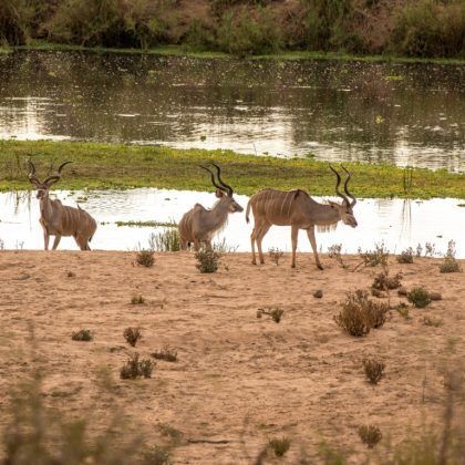 Kenya Safari to Tsavo West, Amboseli National Park