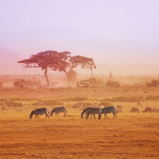 Amboseli (7)