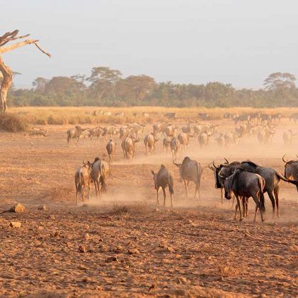 Safari to Tsavo West & Amboseli