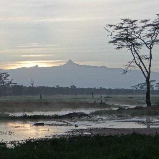 20242093 - silhouette of mount kenya from the marsh