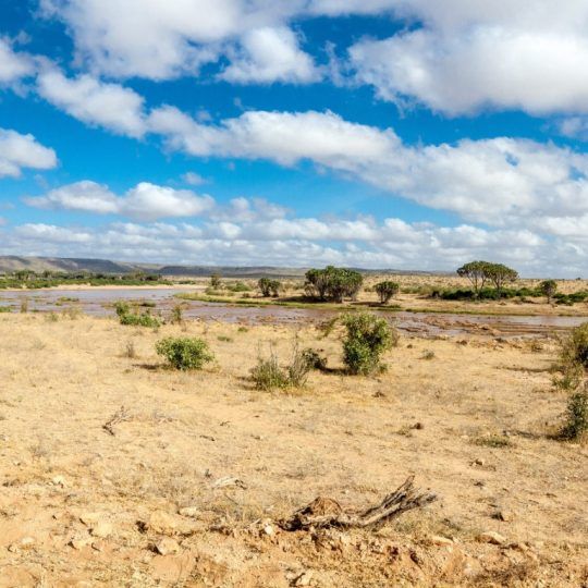 21525710 - savana landscape in africa  tsavo west, kenya