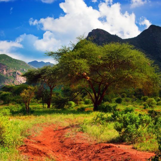 18262099 - red ground road and bush with savanna panorama landscape in africa. tsavo west, kenya.
