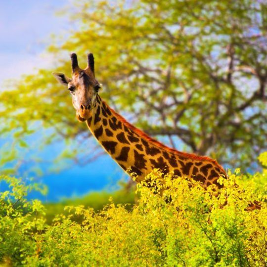 18262112 - giraffe 's head standing out from the bush. safari in tsavo west, kenya, africa
