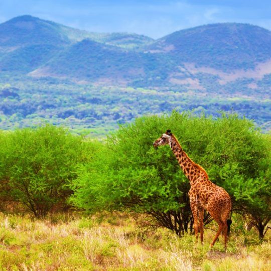 18262084 - giraffe standing on grassland savanna. safari in tsavo west, kenya, africa