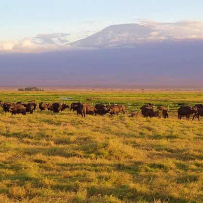 Safari to Tsavo West & Amboseli