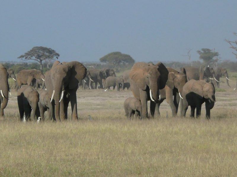 7 Days Kenya Safari to Tsavo West, Amboseli & Maasai Mara