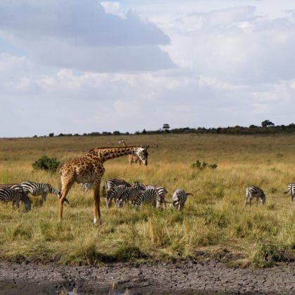 maasai mara (1)