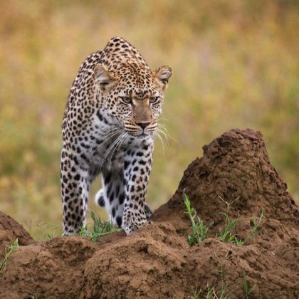 maasai mara (2)