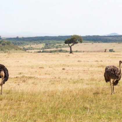 Two ostriches on the African savanna