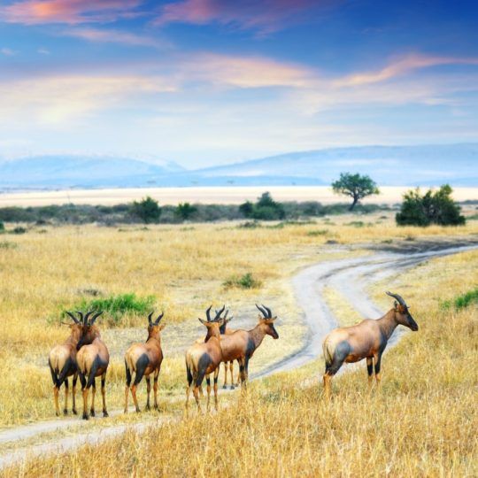 13886505 - herd of antelopes topi in the masai mara national park at sunset, kenya