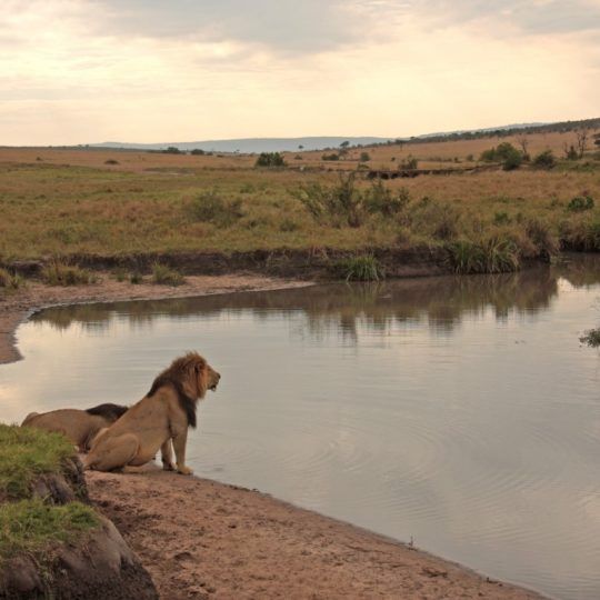 18564955 - lions drinking at waterside in maasai mara, kenya