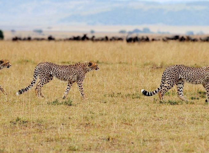 9 Days Kenya Safari to Ol Pejeta Conservancy, Tsavo West, Amboseli & Maasai Mara