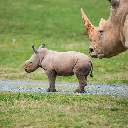 ol pejeta rhinos