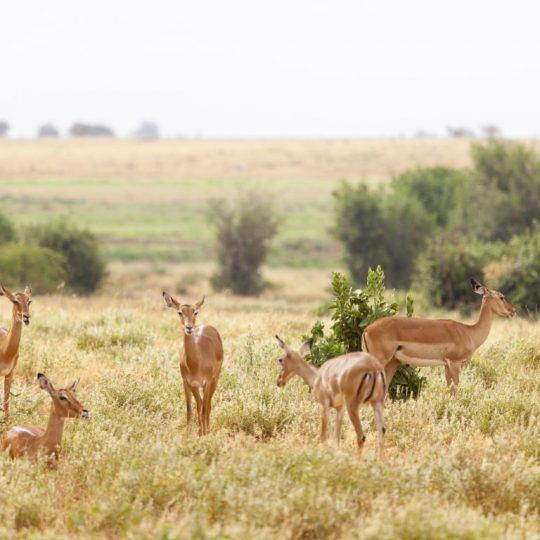Grant's Gazelles in Tsavo East National Park, Kenya