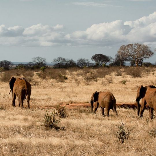 A herd of red elephants from Tsavo East in Kenya are walking in the African steppe.