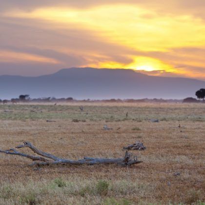 37307864 - a tree branch in the foreground of a sunset in tsavo east national park in kenya with a group of elephants passing.