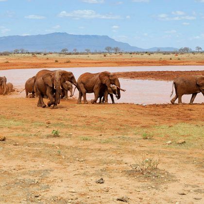 Elephant in lake. National park of Kenya, Africa