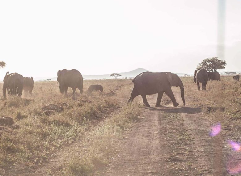 Tanzania Luxury Safari