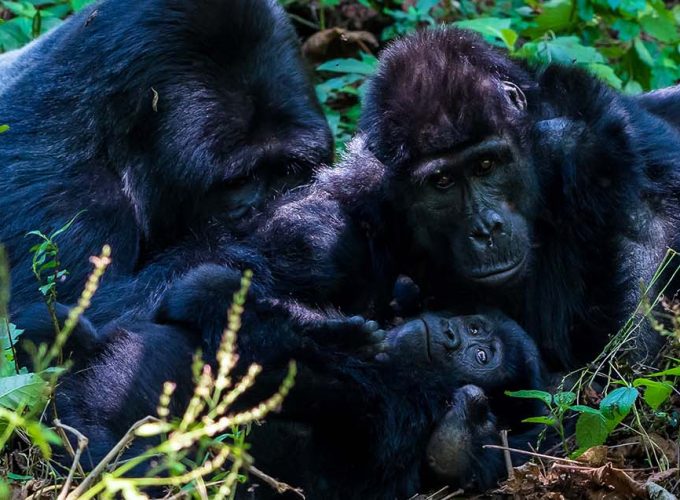 15 Days Truck Safari – Kenya & Uganda Gorilla Trek
