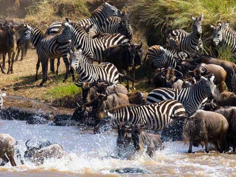8 Days Tanzania Luxury Wildebeest Migration River Crossing