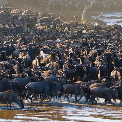 Photographic Safari, Tanzania Luxury Wildebeest Migration, Wildebeest Migration Western Corridor, Serengeti Kogatende Migration