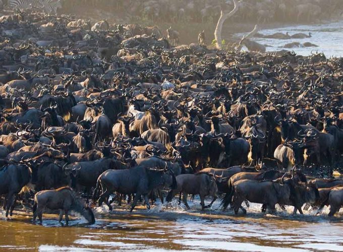 4 Day Serengeti Kogatende Migration -Mara River Crossing Safari
