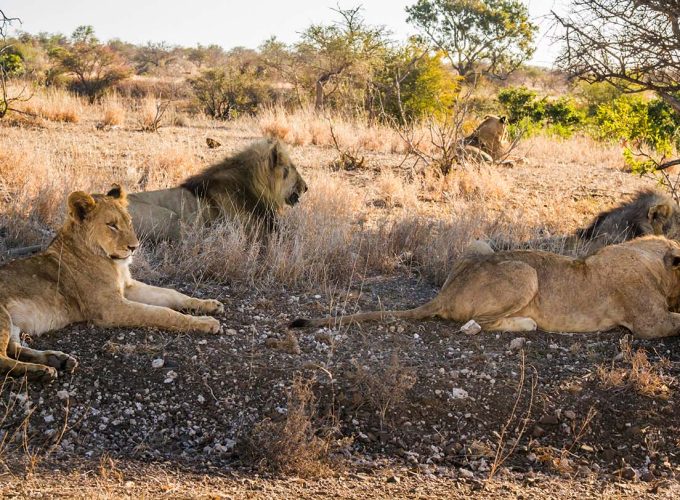 13 Days Victoria Falls, Chobe and Kruger Park Experience