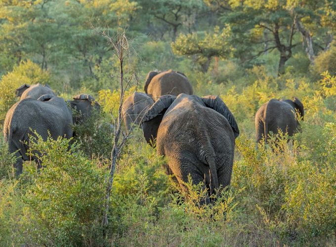 4 Days Kruger National Park Safari and Elephant Encounter