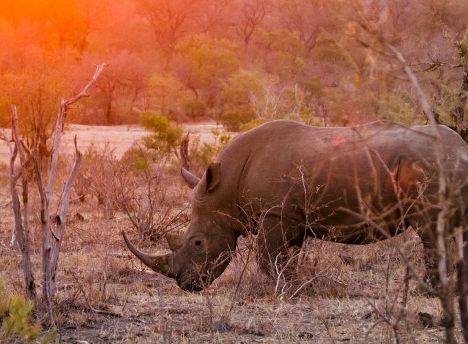 7 Day Kruger Park and Zululand Experience