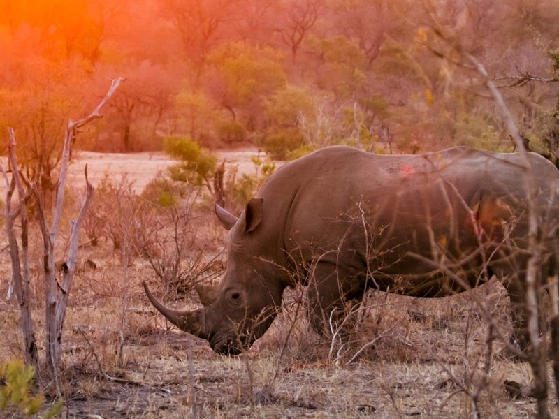 7 Day Kruger Park and Zululand Experience