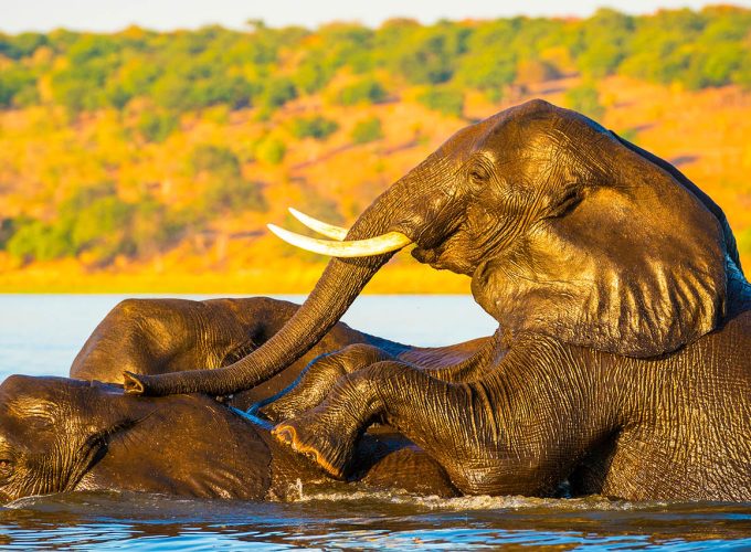 8 Days Experience the Best of Zambia & Botswana Safaris