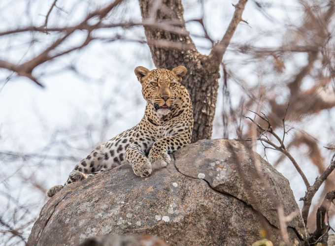 5 Days Kruger Park and Sabi Sands Safari Experience