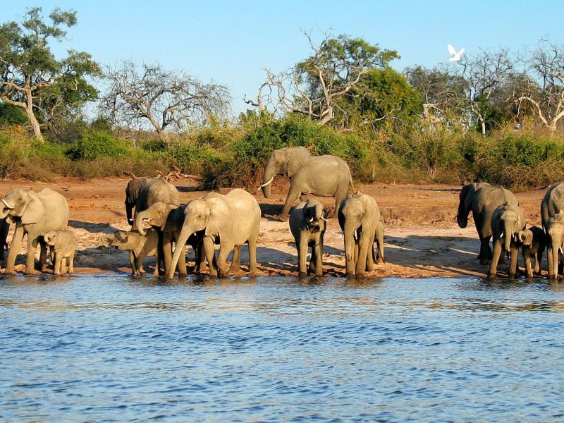 10 Days Wonderful Safari Experience to Mana Pools, Hwange & Victoria Falls, Zimbabwe