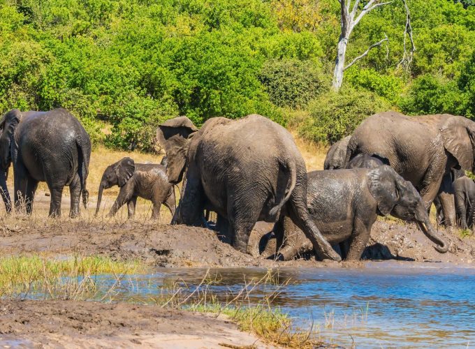 7 Days Unforgettable Botswana Safari