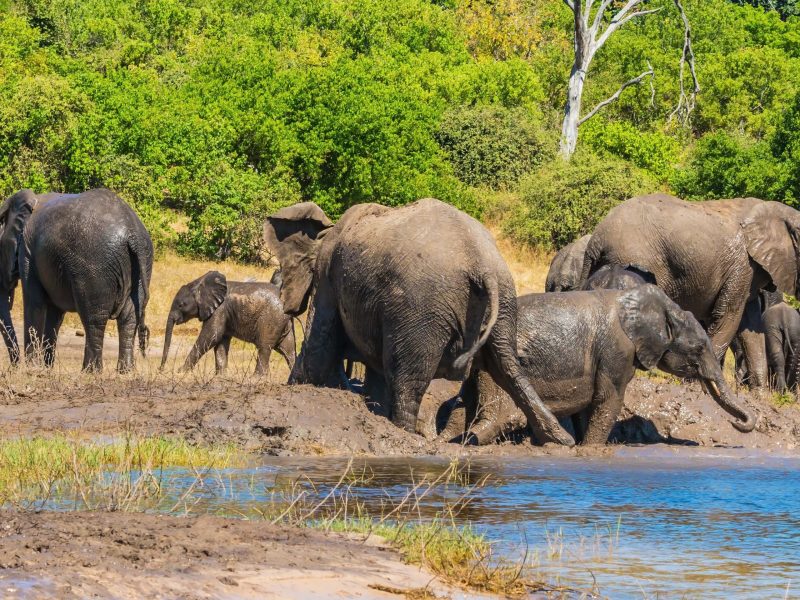 7 Days Unforgettable Botswana Safari