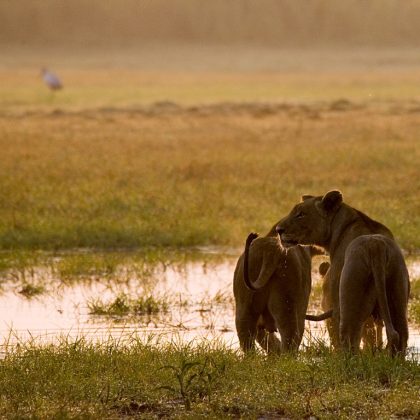 Lion and Lioness standing together. Botswana. Okavango Delta. An excellent illustration.
