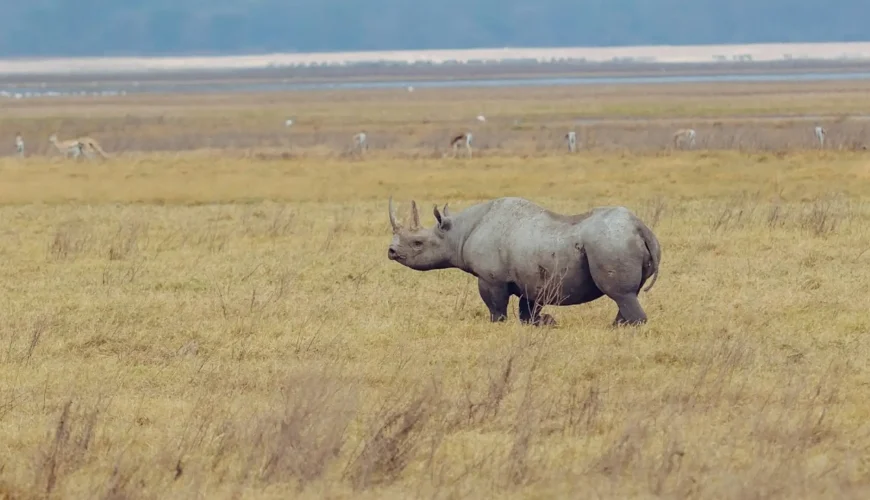 How Much Does a Safari in Tanzania Cost?
